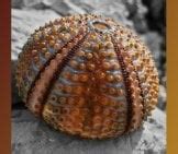 sea urchin deutsch